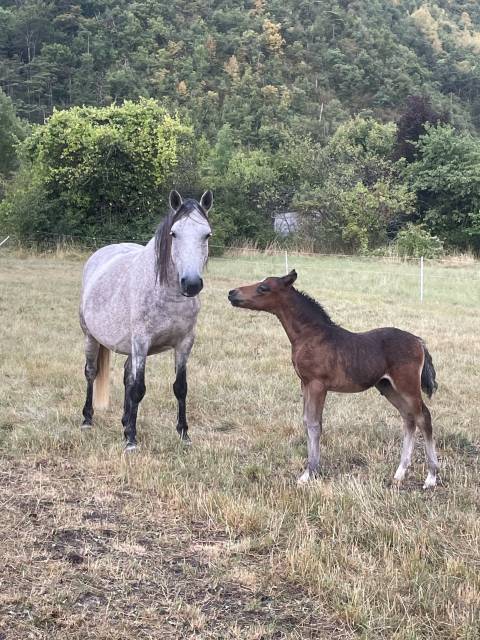 Colt Welsh Part Bred For sale 2025 Bay