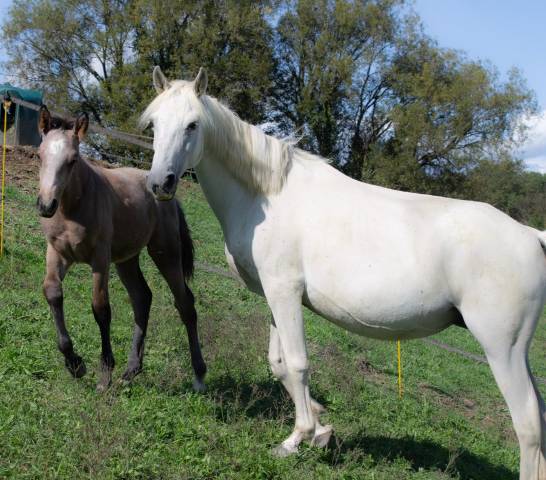 Broodmare Connemara For sale 2012 Grey