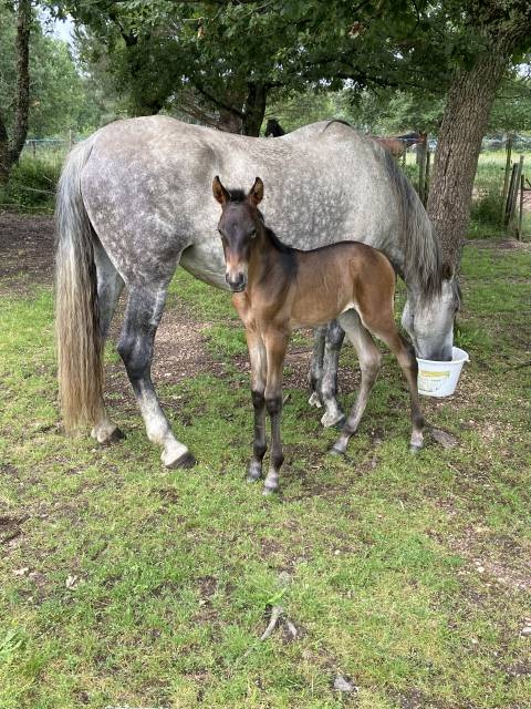 Filly PRE Pure Spanish Bred For sale 2025 Grey