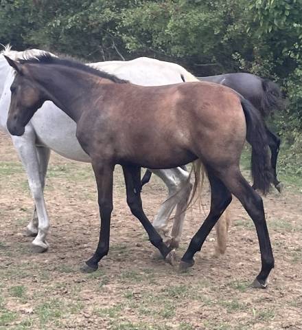 Filly PRE Pure Spanish Bred For sale 2025 Grey