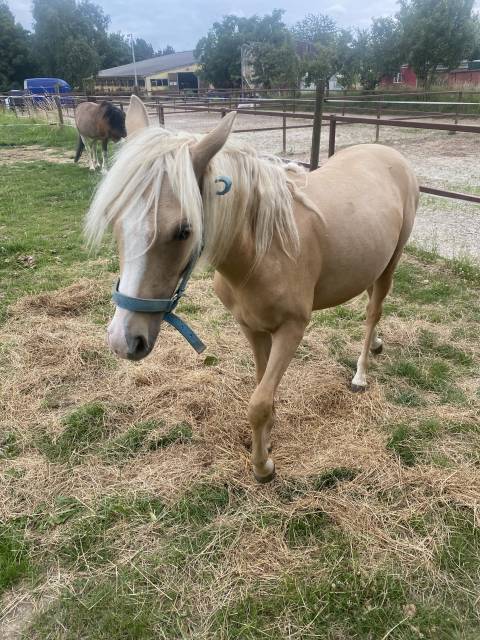 Filly Welsh Pony (Section B) For sale 2024 Palomino