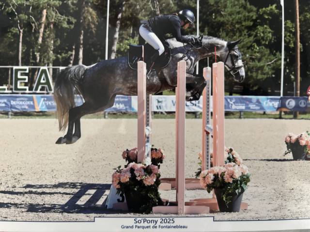 Mare French Saddle Pony For sale 2020 Grey