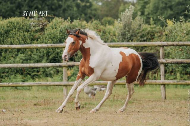 Mare Origin Recorded For sale 2022 Coloured