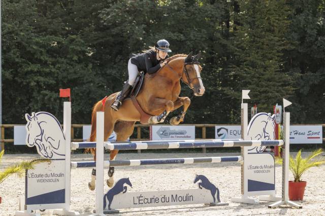 Gelding Selle Français For sale 2016 Chesnut