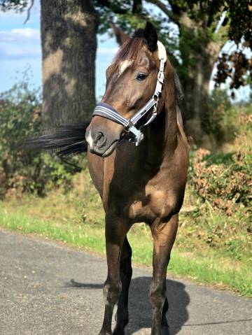 Gelding French Trotter For sale 2020 Black