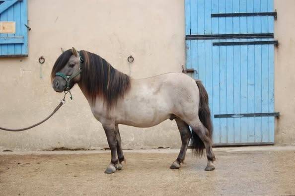 Stallion Shetland Pony For sale 2019 Steel Grey