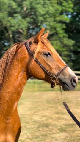 Mare French Saddle Pony For sale 2022 Chesnut