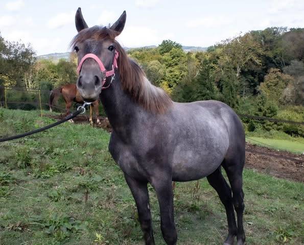 Colt Connemara For sale 2024 Grey