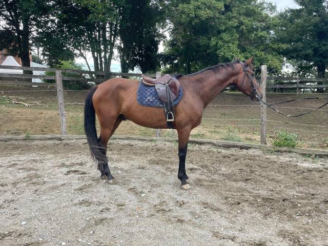 Gelding No Origin Recorded For sale 2017 Bay