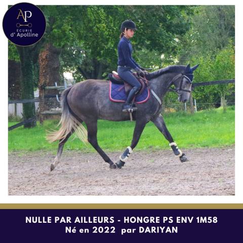 Gelding Thoroughbred For sale 2022 Grey