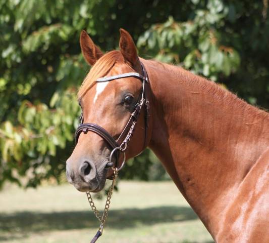 Entire French Saddle Pony For sale 2023 Chesnut