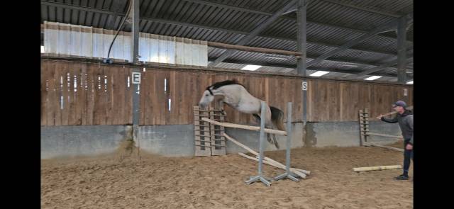 Gelding Origin Recorded For sale 2022 Grey