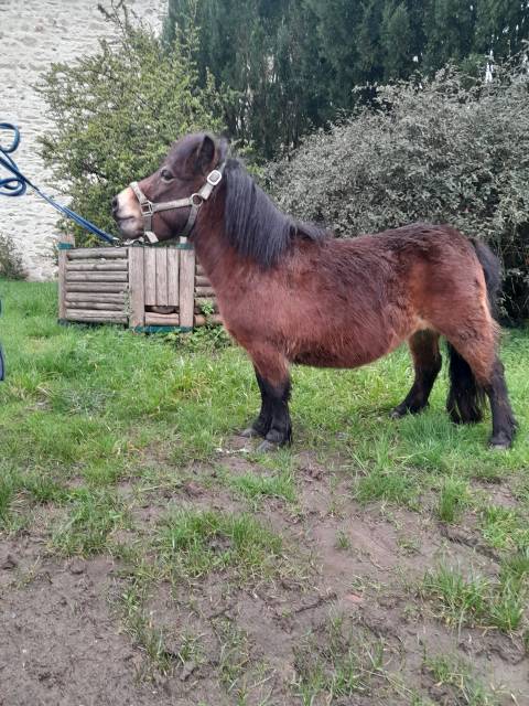 Filly Shetland Pony For sale 2021 Bay