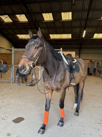 Gelding Thoroughbred For sale 2018 Dark Bay