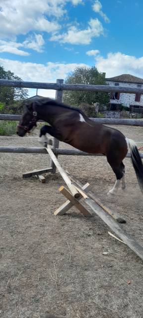 Gelding Welsh Pony (Section A) For sale 2022 Coloured