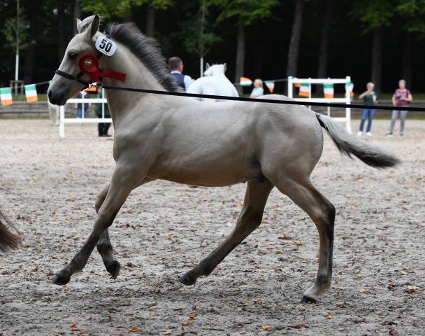 Colt Connemara For sale 2025 Buckskin