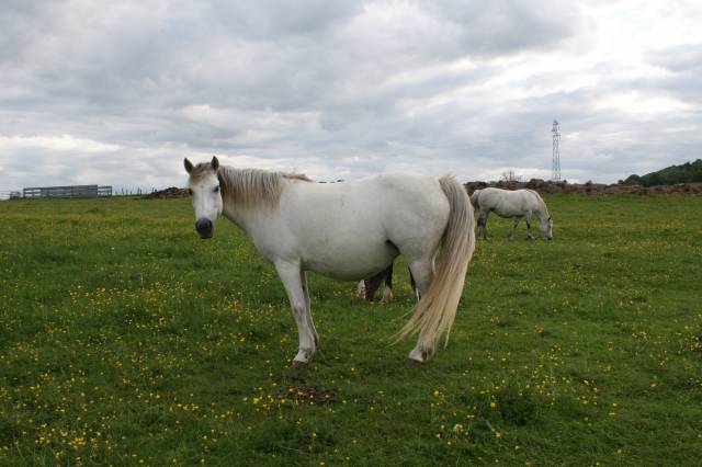 Broodmare Connemara For sale 2007 Grey