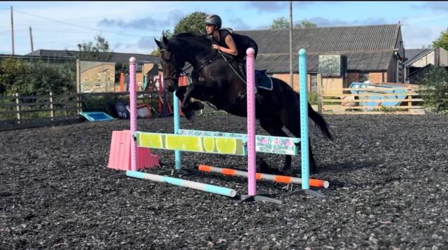 Gelding Irish Sport Horse For sale 2011 Bay
