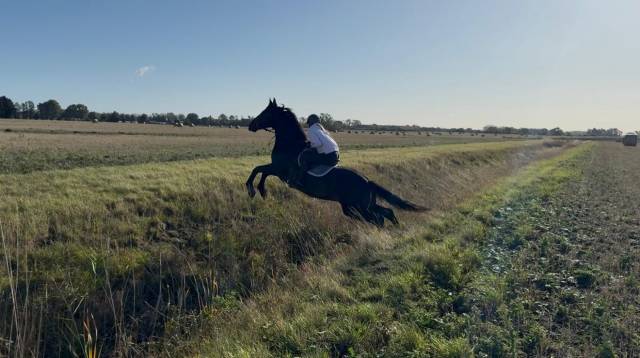 Gelding Irish Sport Horse For sale 2011 Bay