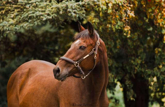 Gelding Thoroughbred For sale 2022 Bay