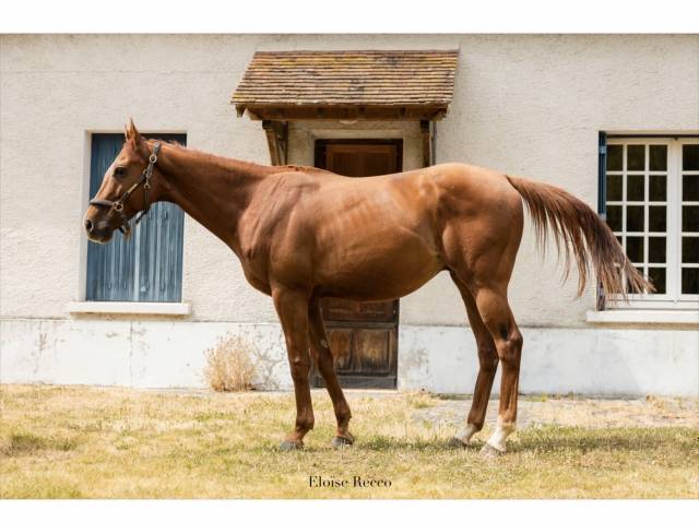 Gelding Thoroughbred For sale 2020 Bay