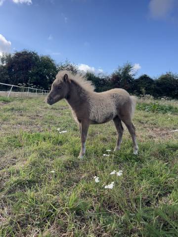 Mare Shetland Pony For sale 2025 Liver chestnut