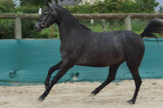 Mare Welsh Part Bred For sale 2022 Grey