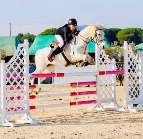 Mare Connemara For sale 2013 Grey