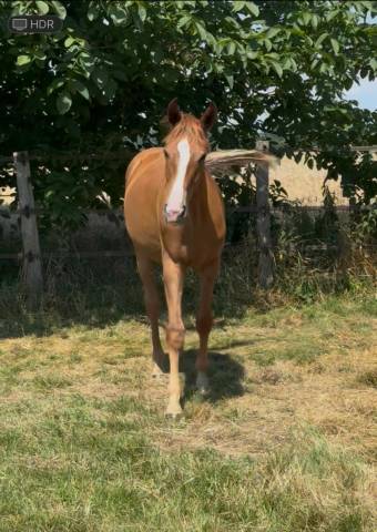 Gelding Oldenburg For sale 2024 Chesnut