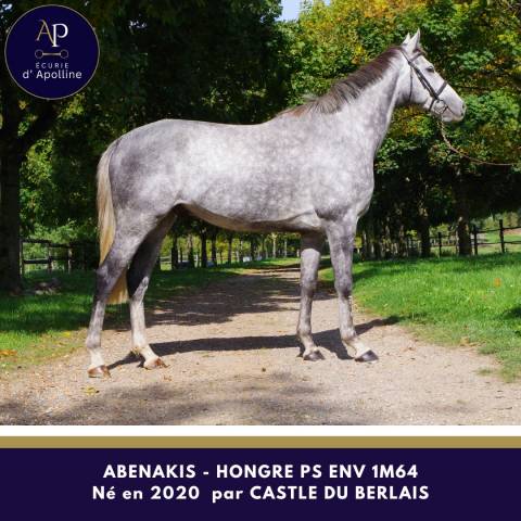 Gelding Thoroughbred For sale 2020 Grey