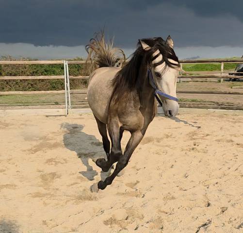 Gelding Spanish Norman  For sale 2022 Buckskin