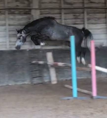 Gelding KWPN Dutch Warmblood For sale 2022 Grey