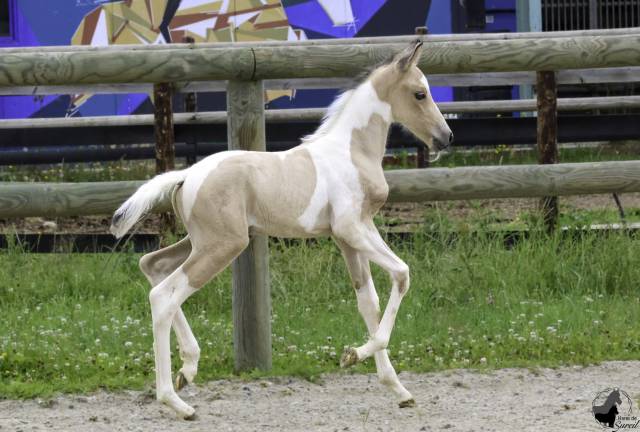 Colt Welsh Part Bred For sale 2025 Coloured