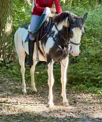Mare Paint For sale 2012 Overo