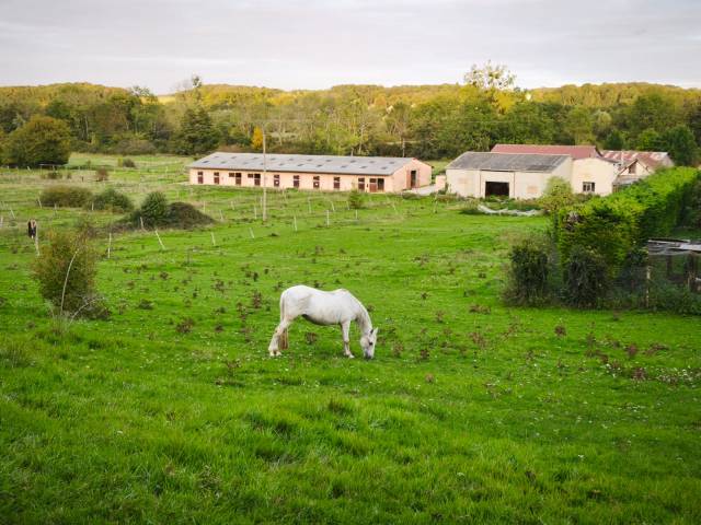 Stud farm  Yonne