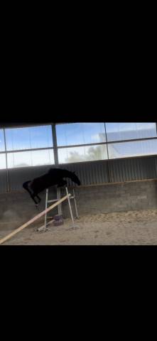 Mare Selle Français For sale 2022 Bay