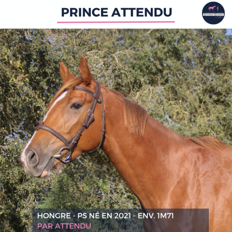 Gelding Thoroughbred For sale 2021 Chesnut