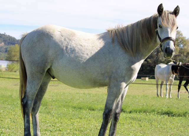 Gelding Connemara For sale 2024 Grey