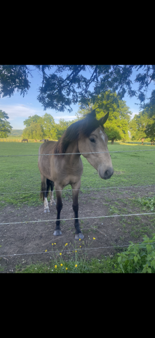 Gelding Welsh Part Bred For sale 2022 Buckskin