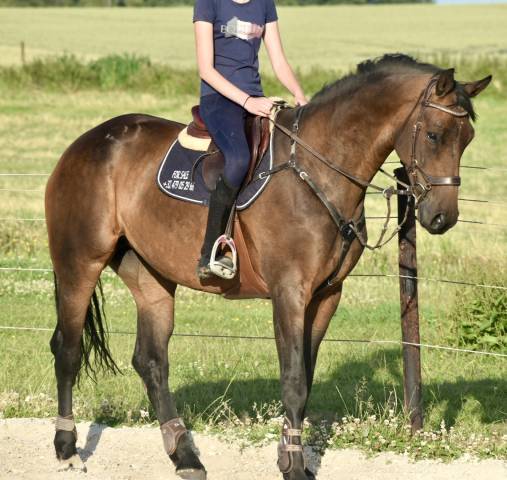 Mare BWP Belgian Warmblood For sale 2017 Dark Bay