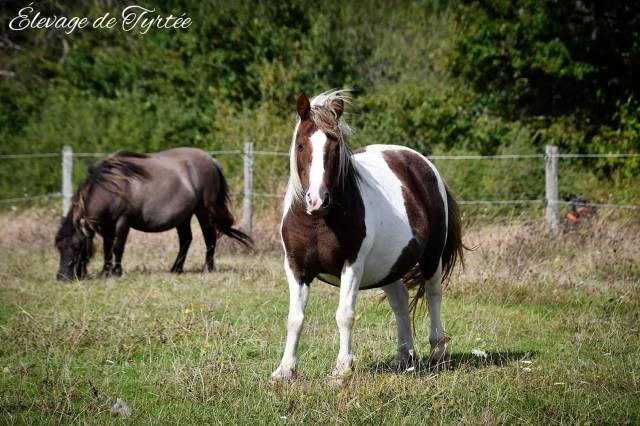 Mare No Origin Recorded For sale 2010 Coloured