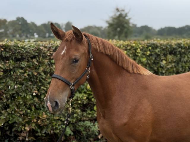 Mare Zemaitukas  For sale 2022 Liver chestnut