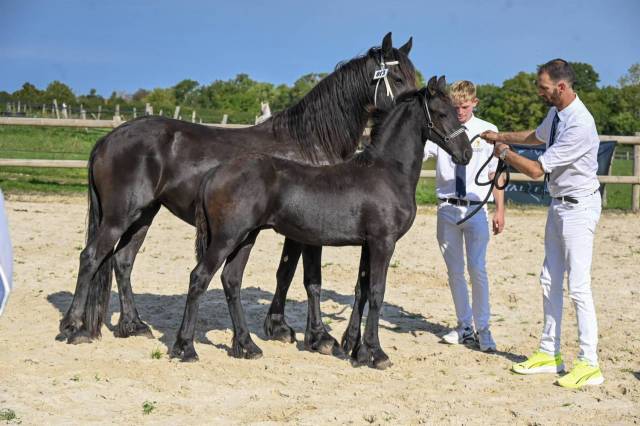 Filly Friesian For sale 2025 Black