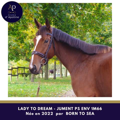 Mare Thoroughbred For sale 2022 Bay