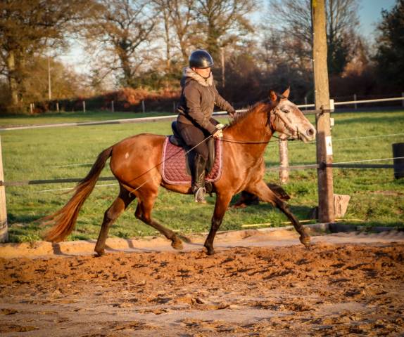 Mare Origin Recorded For sale 2022 Grey