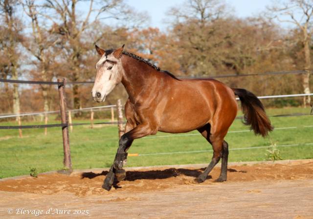 Mare Origin Recorded For sale 2022 Grey