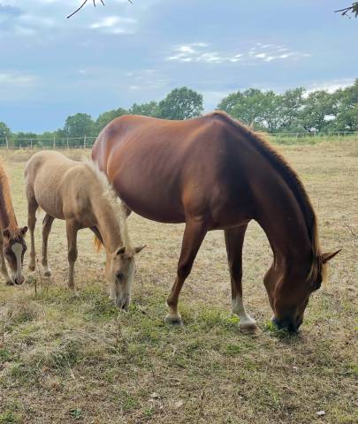 Filly French Saddle Pony For sale 2025 Palomino