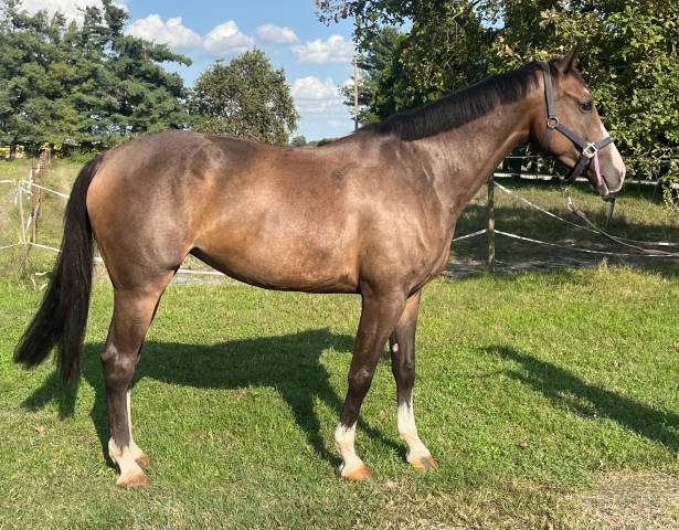 Broodmare Cheval de Selle Italien For sale 2018 Bay
