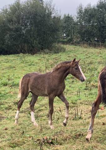Filly French Saddle Pony For sale 2025 Liver chestnut