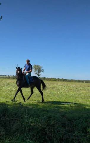 Gelding French Trotter For sale 2020 Black